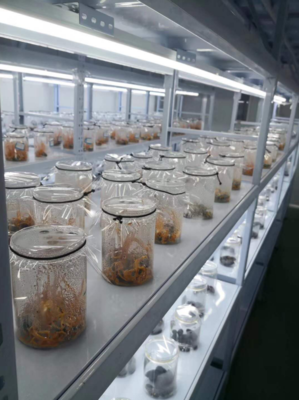 航天标准进田间 让老百姓吃得起的有机虫草不再是梦