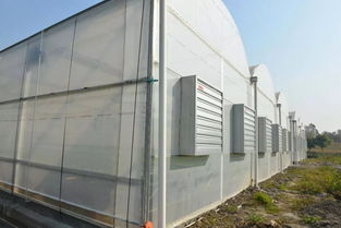 岛城植物工厂 引领未来农业，无土无药健康餐桌新篇章